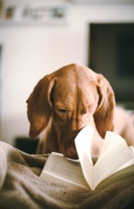 Even your dog will want to read your book!